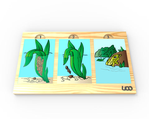Uco frog life cycle